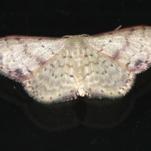 Idaea halmaea at Rosedale, NSW - 15 Feb 2019