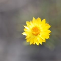 Xerochrysum viscosum (Sticky Everlasting) at Wamboin, NSW - 7 Dec 2018 by natureguy