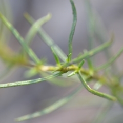 Xerochrysum viscosum at Wamboin, NSW - 8 Dec 2018 10:48 AM