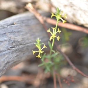 Pimelea curviflora at Wamboin, NSW - 8 Dec 2018