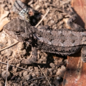 Rankinia diemensis at Cotter River, ACT - 20 Feb 2019