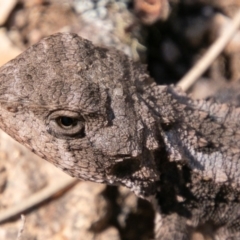 Rankinia diemensis at Cotter River, ACT - 20 Feb 2019