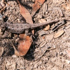 Rankinia diemensis at Cotter River, ACT - 20 Feb 2019