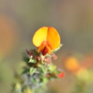 Pultenaea procumbens at Wamboin, NSW - 8 Dec 2018