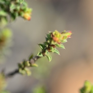 Pultenaea procumbens at Wamboin, NSW - 8 Dec 2018