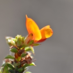 Pultenaea procumbens at Wamboin, NSW - 8 Dec 2018