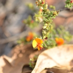 Pultenaea procumbens at Wamboin, NSW - 8 Dec 2018