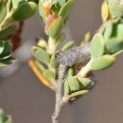 Stenocotis sp. (genus) (A Leafhopper) at Wamboin, NSW - 7 Dec 2018 by natureguy