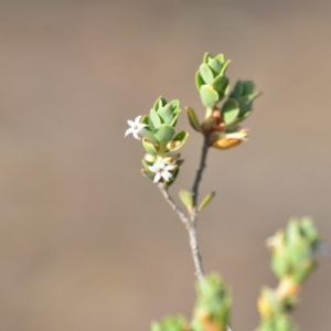 Brachyloma daphnoides at Wamboin, NSW - 8 Dec 2018 11:02 AM