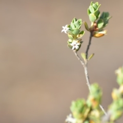 Brachyloma daphnoides at Wamboin, NSW - 8 Dec 2018