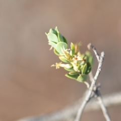 Brachyloma daphnoides at Wamboin, NSW - 8 Dec 2018