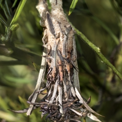 Psychidae (family) IMMATURE (Unidentified case moth or bagworm) at Higgins, ACT - 23 Feb 2019 by AlisonMilton