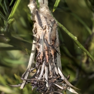 Psychidae (family) IMMATURE at Higgins, ACT - 23 Feb 2019