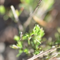 Dillwynia sericea at Wamboin, NSW - 8 Dec 2018