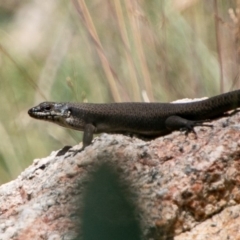 Egernia saxatilis (Black Rock Skink) at Namadgi National Park - 20 Feb 2019 by SWishart