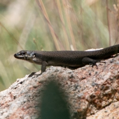 Egernia saxatilis (Black Rock Skink) at Namadgi National Park - 20 Feb 2019 by SWishart