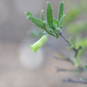 Billardiera scandens at Wamboin, NSW - 8 Dec 2018 11:05 AM