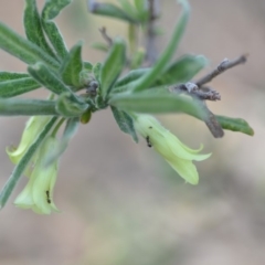 Billardiera scandens at Wamboin, NSW - 8 Dec 2018 11:05 AM