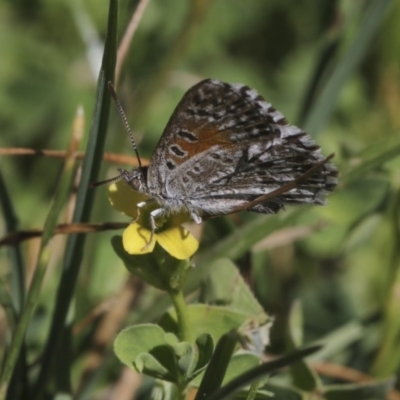 Lucia limbaria (Chequered Copper) at Higgins, ACT - 23 Feb 2019 by Alison Milton