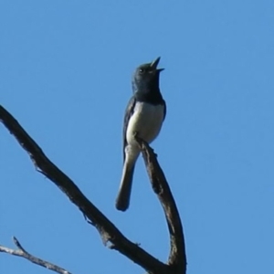 Myiagra rubecula at Carwoola, NSW - 23 Feb 2019 09:31 AM