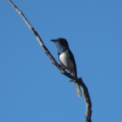 Myiagra rubecula at Carwoola, NSW - 23 Feb 2019 09:31 AM