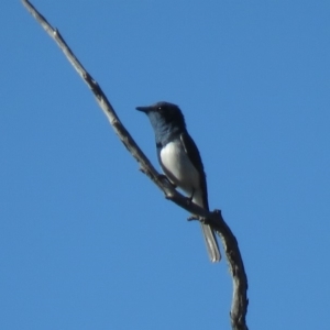 Myiagra rubecula at Carwoola, NSW - 23 Feb 2019 09:31 AM