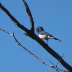 Myiagra rubecula at Carwoola, NSW - 23 Feb 2019 09:31 AM