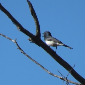 Myiagra rubecula at Carwoola, NSW - 23 Feb 2019 09:31 AM