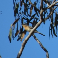 Myiagra rubecula at Carwoola, NSW - 23 Feb 2019 09:31 AM