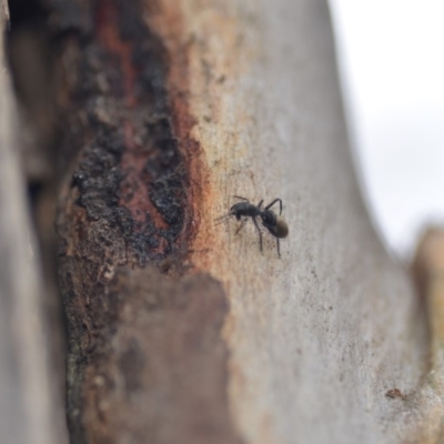 Myrmarachne (genus) (Unidentified Ant-mimic jumping spider) at Wamboin, NSW - 8 Dec 2018 by natureguy