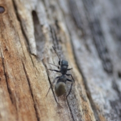 Myrmarachne sp. (genus) at Wamboin, NSW - 8 Dec 2018 07:05 PM