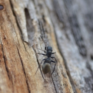 Myrmarachne sp. (genus) at Wamboin, NSW - 8 Dec 2018 07:05 PM