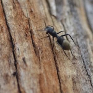 Myrmarachne sp. (genus) at Wamboin, NSW - 8 Dec 2018 07:05 PM