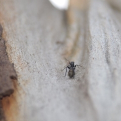 Myrmarachne sp. (genus) at Wamboin, NSW - 8 Dec 2018