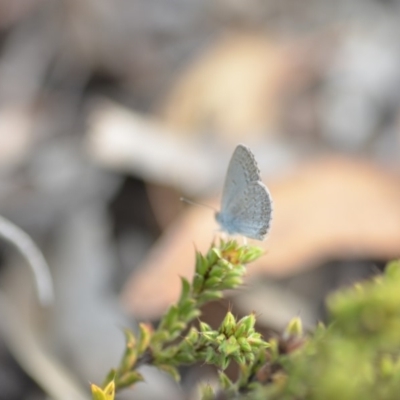 Zizina otis (Common Grass-Blue) at Wamboin, NSW - 8 Dec 2018 by natureguy