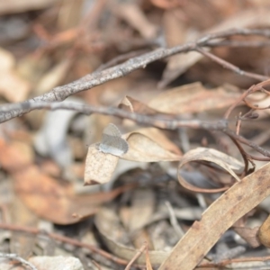 Zizina otis at Wamboin, NSW - 8 Dec 2018