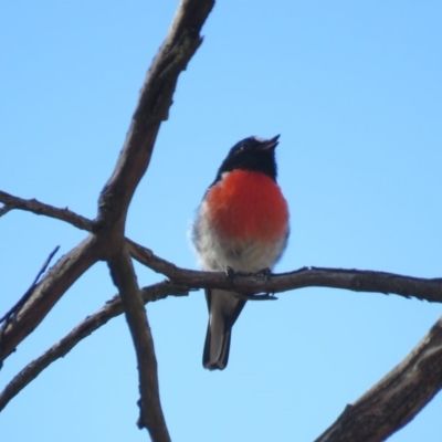 Petroica boodang (Scarlet Robin) at Stony Creek Nature Reserve - 22 Feb 2019 by KumikoCallaway