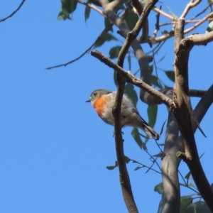 Petroica boodang at Carwoola, NSW - 23 Feb 2019