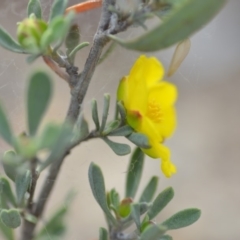 Hibbertia obtusifolia at Wamboin, NSW - 8 Dec 2018