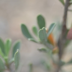 Hibbertia obtusifolia at Wamboin, NSW - 8 Dec 2018 07:10 PM