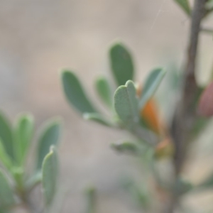 Hibbertia obtusifolia at Wamboin, NSW - 8 Dec 2018
