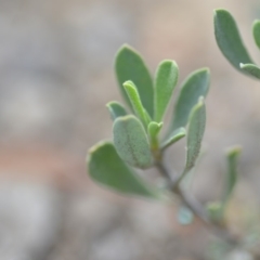 Hibbertia obtusifolia at Wamboin, NSW - 8 Dec 2018 07:10 PM