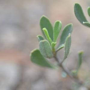 Hibbertia obtusifolia at Wamboin, NSW - 8 Dec 2018 07:10 PM