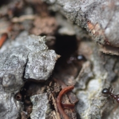 Papyrius nitidus (Shining Coconut Ant) at Wamboin, NSW - 8 Dec 2018 by natureguy