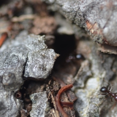 Papyrius nitidus (Shining Coconut Ant) at Wamboin, NSW - 8 Dec 2018 by natureguy