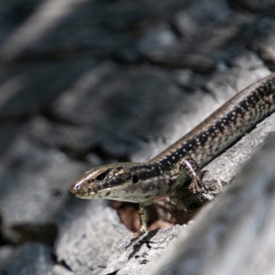 Eulamprus heatwolei (Yellow-bellied Water Skink) at Namadgi National Park - 20 Feb 2019 by SWishart