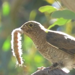 Cacomantis flabelliformis (Fan-tailed Cuckoo) at Stony Creek Nature Reserve - 22 Feb 2019 by KumikoCallaway