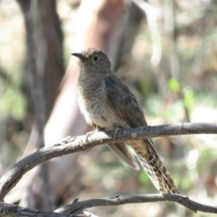 Cacomantis flabelliformis at Carwoola, NSW - 23 Feb 2019 10:25 AM