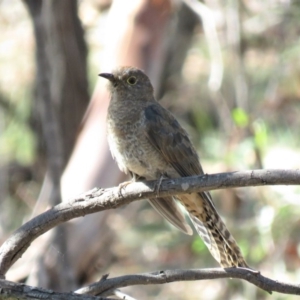 Cacomantis flabelliformis at Carwoola, NSW - 23 Feb 2019