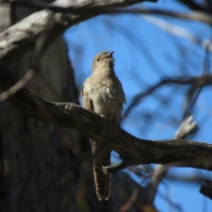 Cacomantis flabelliformis at Carwoola, NSW - 23 Feb 2019